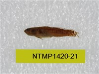 藏品(泰加拉鯔鰕虎魚)的圖片